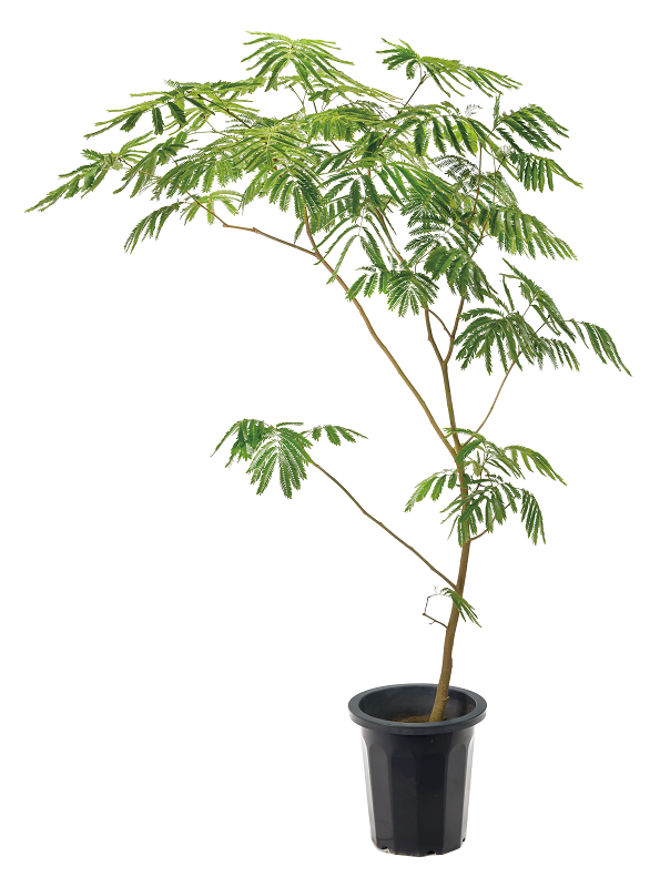 エバーフレッシュ