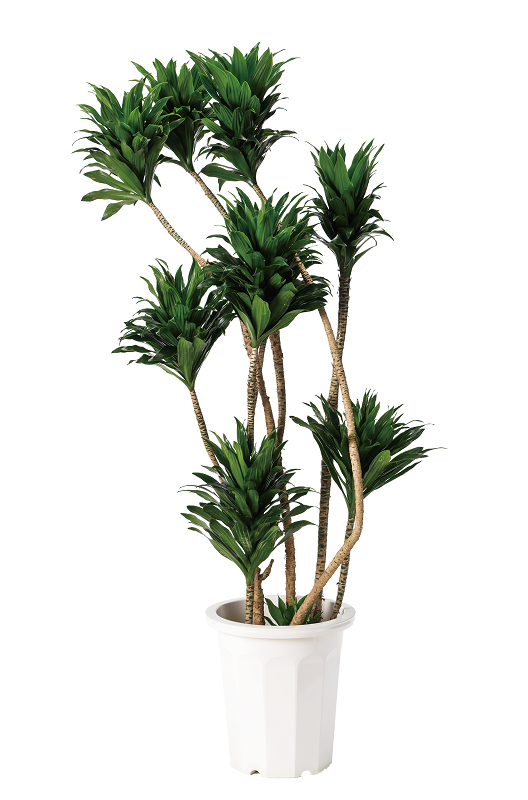 ドラセナコンパクタ